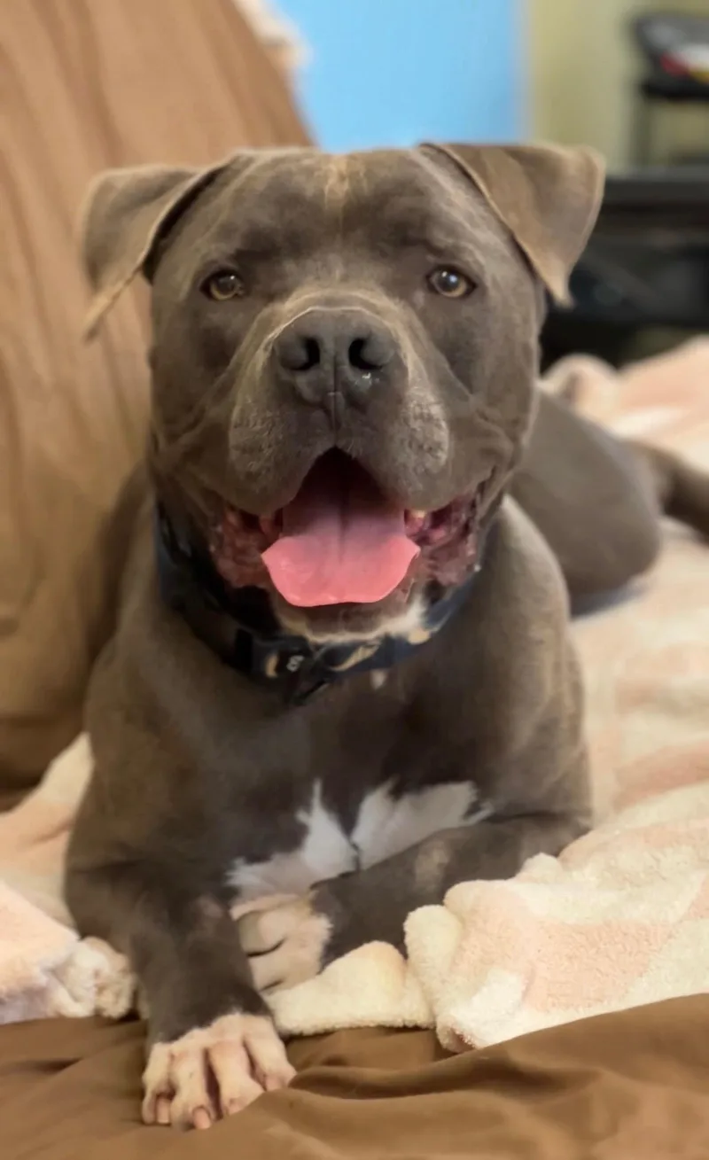 An adult large-sized male Gray / Blue / Silver Pit Bull Terrier dog named Baloo for adoption in Los Angeles, CA