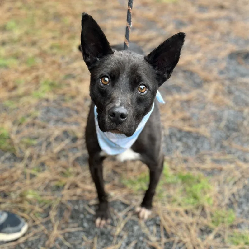 An adult medium-sized male Mixed Breed dog named Brady for adoption in Ellijay, GA