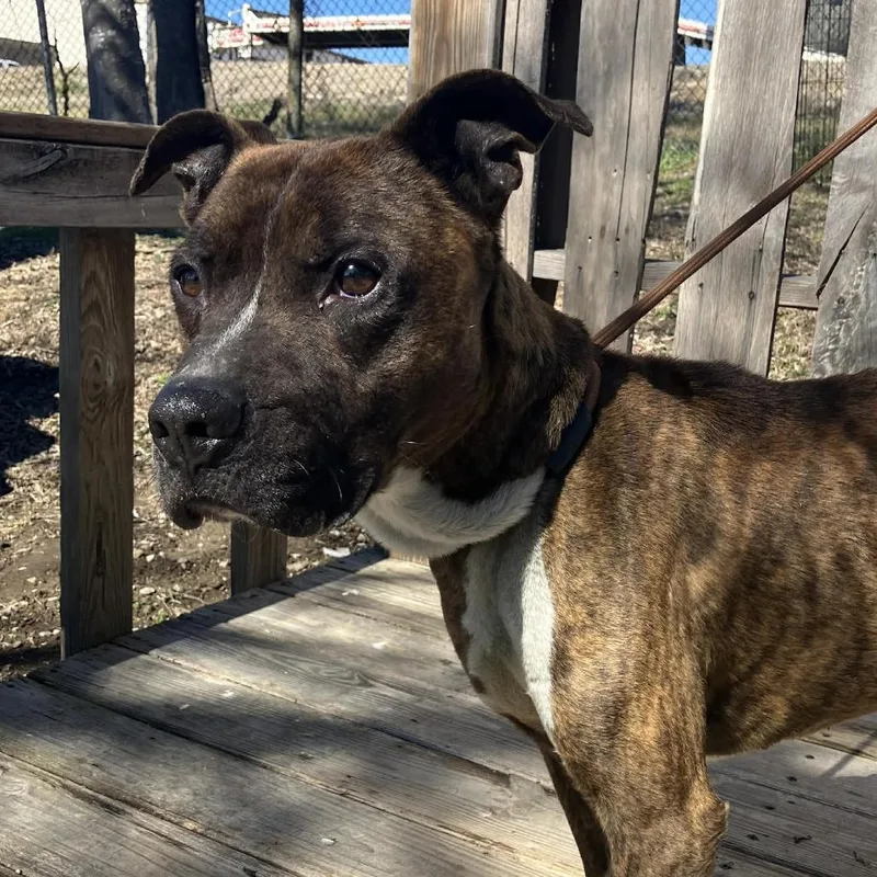 An adult medium-sized male Brindle Mixed Breed dog named Bently for adoption in Pulaski, TN