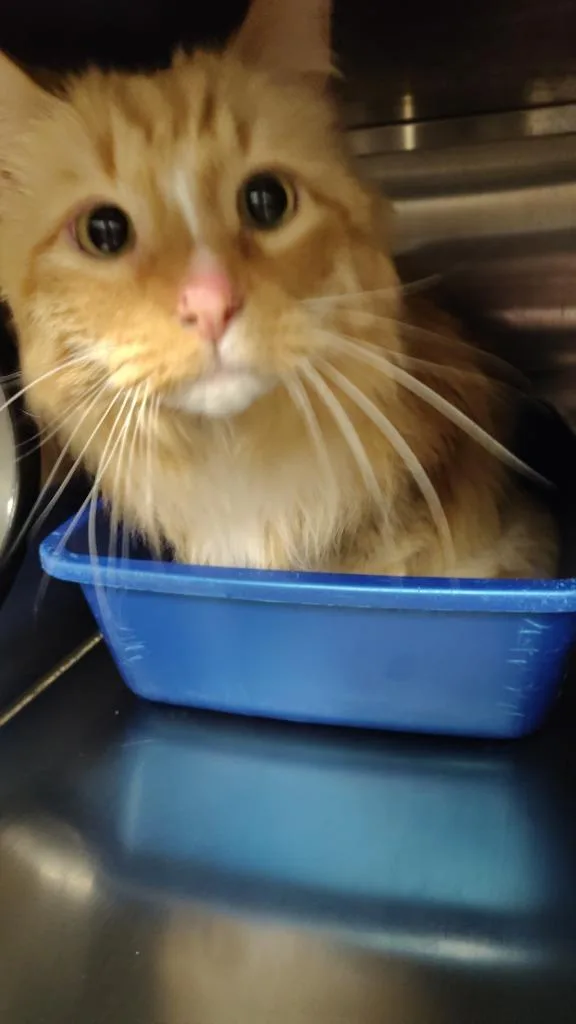 Little Cat thumbnail 2