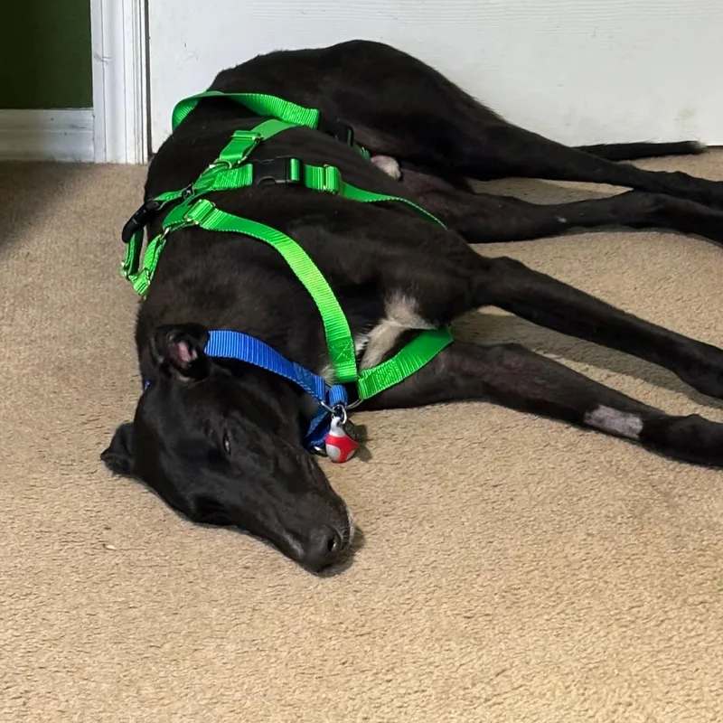 Roger Dodger thumbnail 3