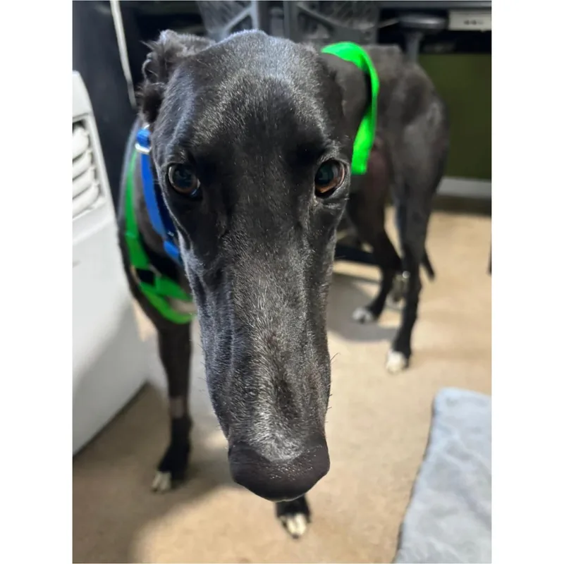 Roger Dodger thumbnail 4