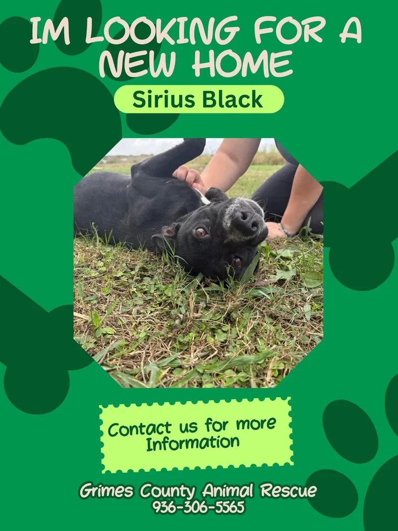 Sirius Black