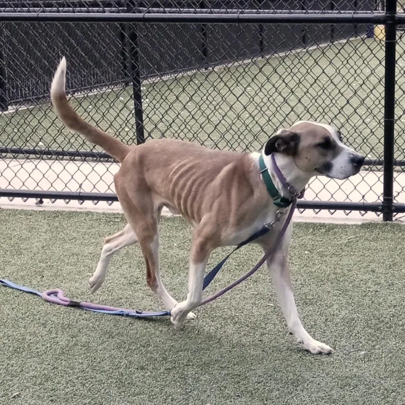 Fig Newton  Doyle thumbnail 3