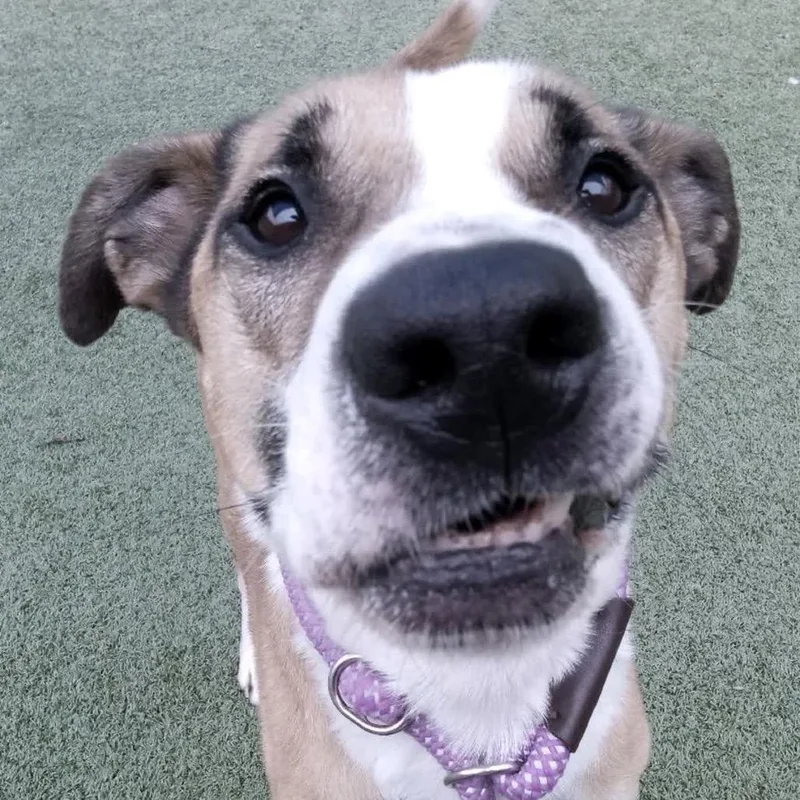 Fig Newton  Doyle thumbnail 4