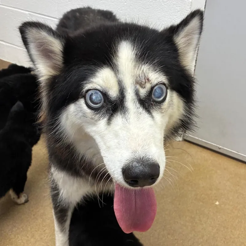 Frida Kahlo thumbnail 3