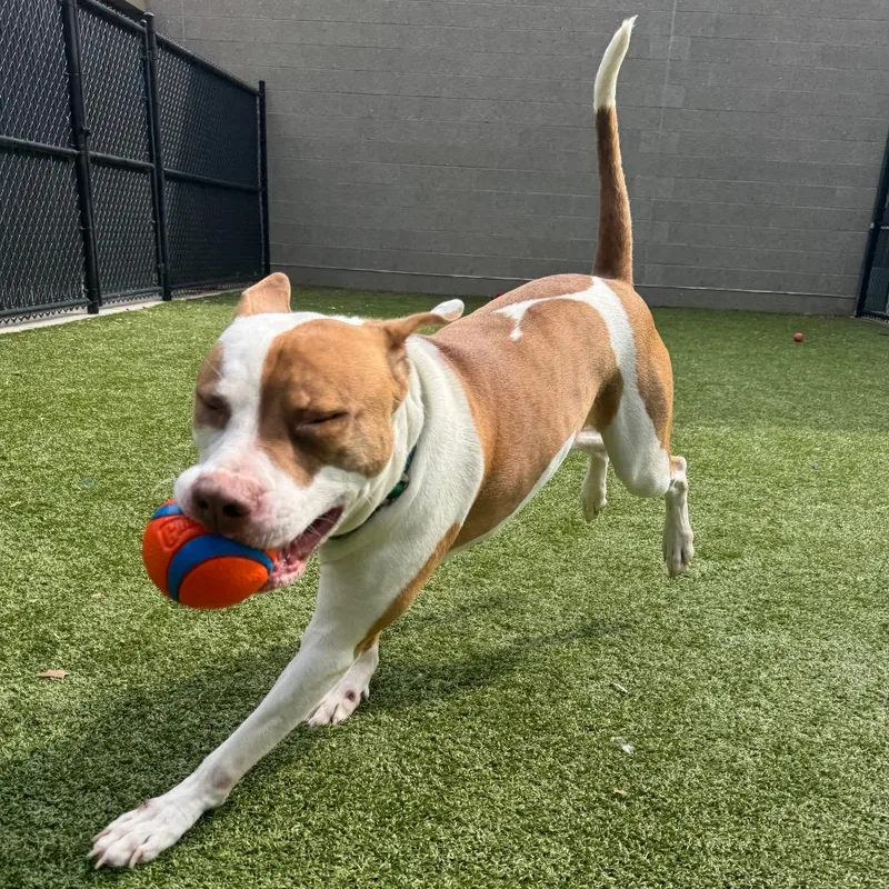 Plankton thumbnail 3