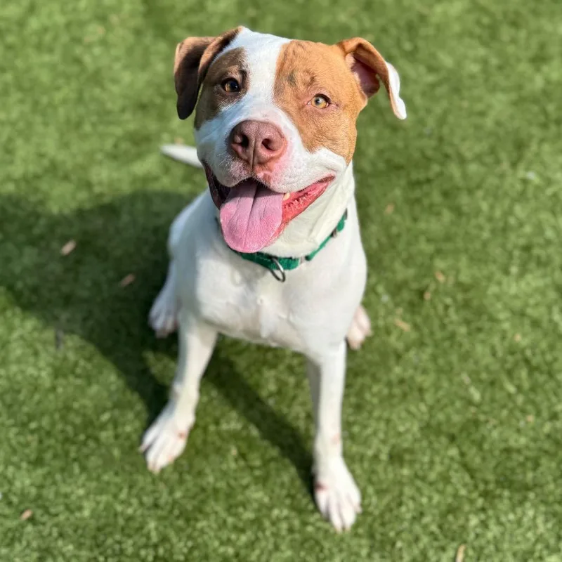 Plankton thumbnail 4