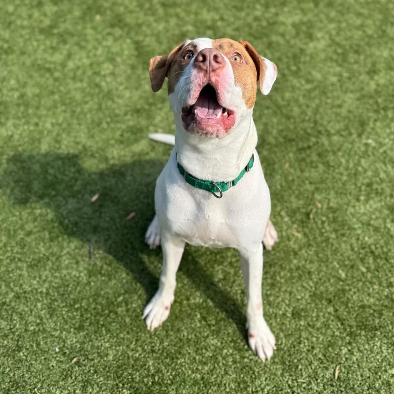 Plankton thumbnail 6