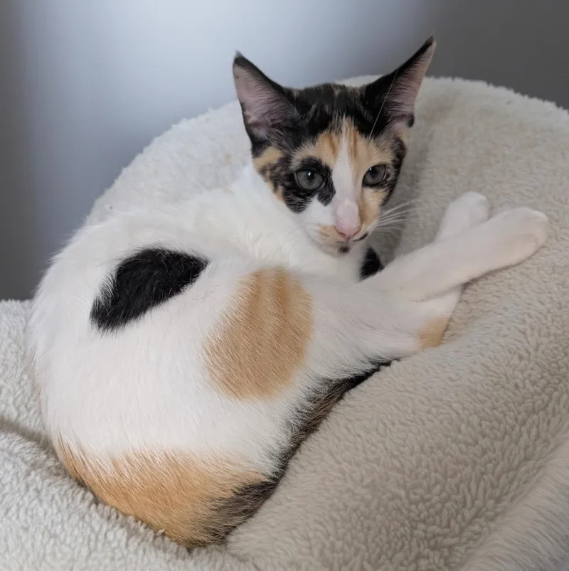 Celestiavery Friendly!