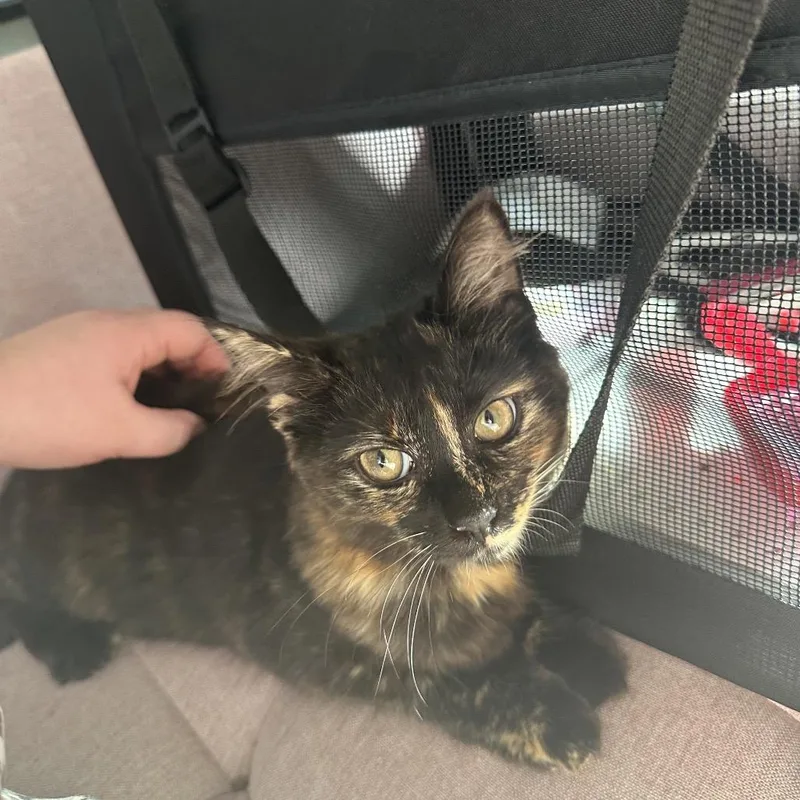 Chop Stick thumbnail 2