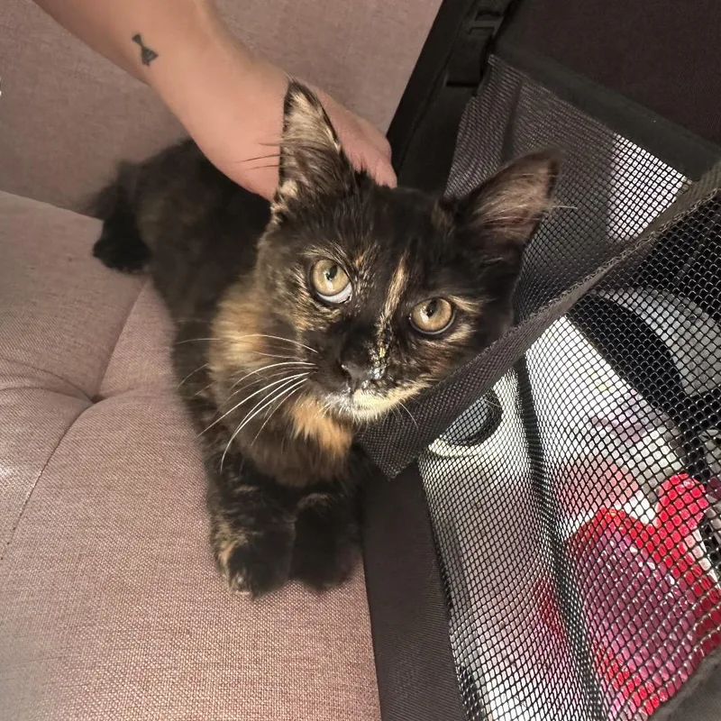 Chop Stick thumbnail 3