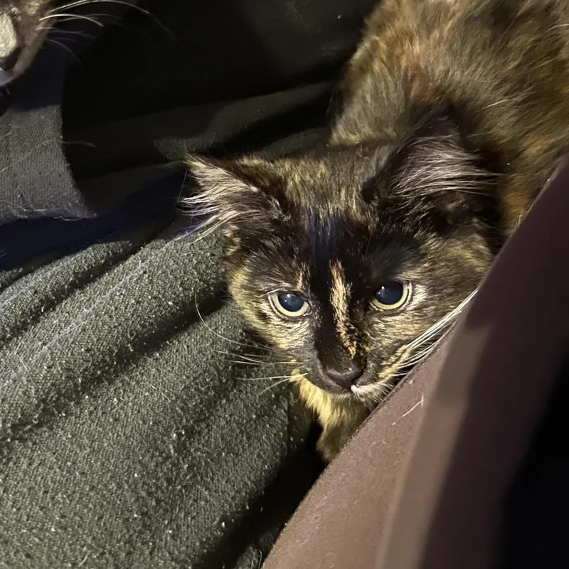 Chop Stick thumbnail 4