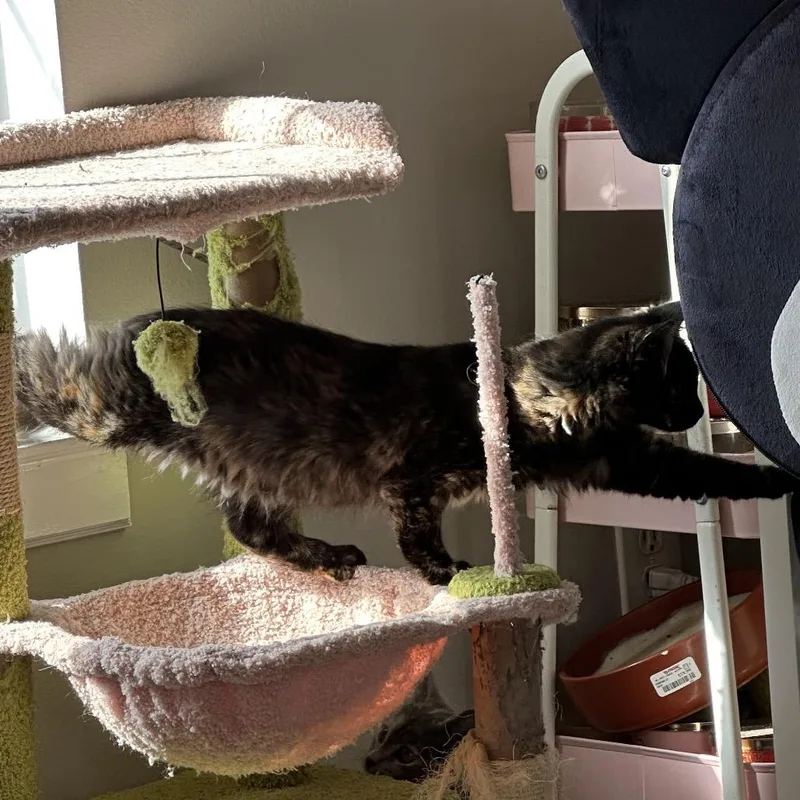 Chop Stick thumbnail 5