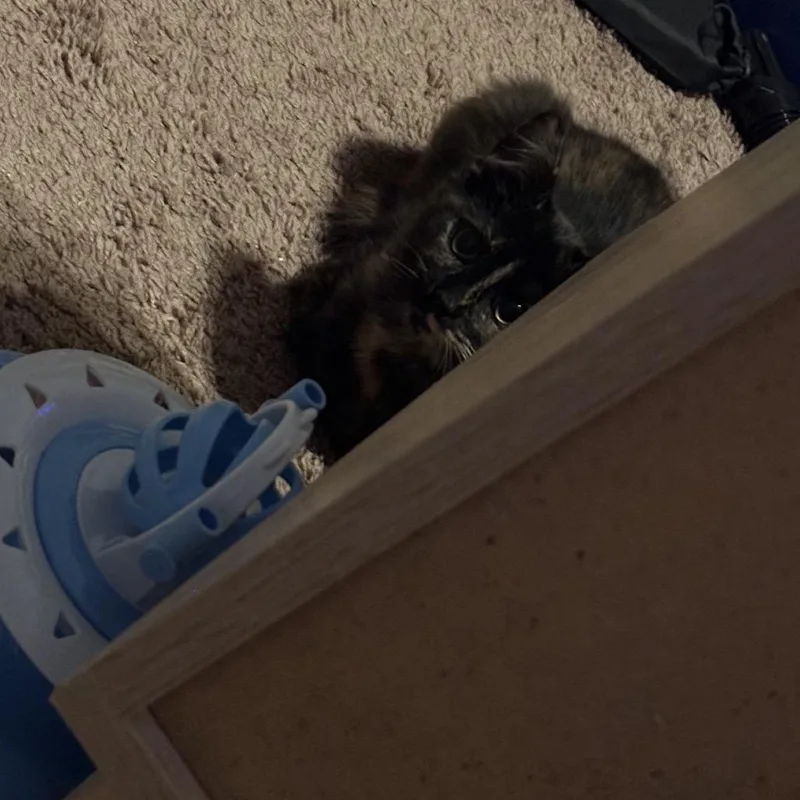 Chop Stick thumbnail 6