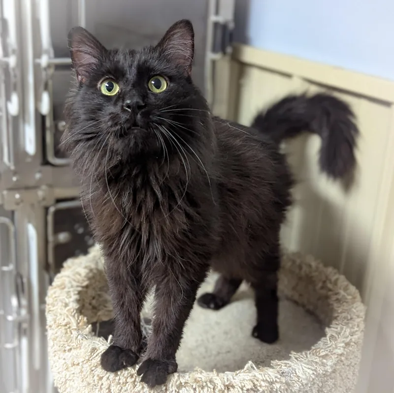 Mcintosh thumbnail 2