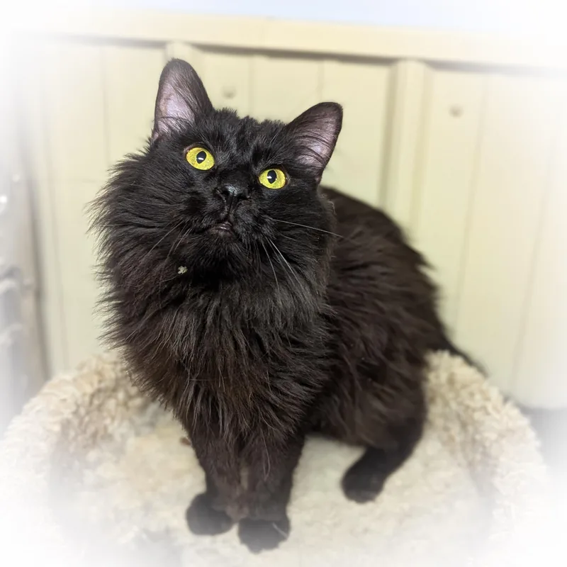 Mcintosh thumbnail 3