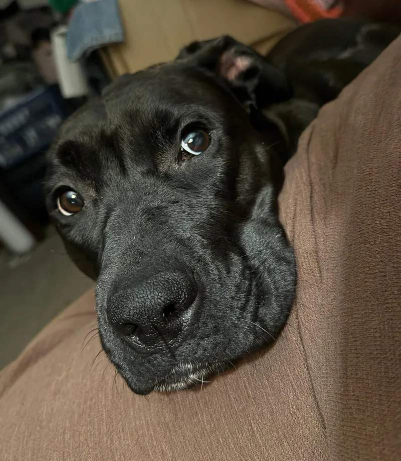 Moon Pie thumbnail 2