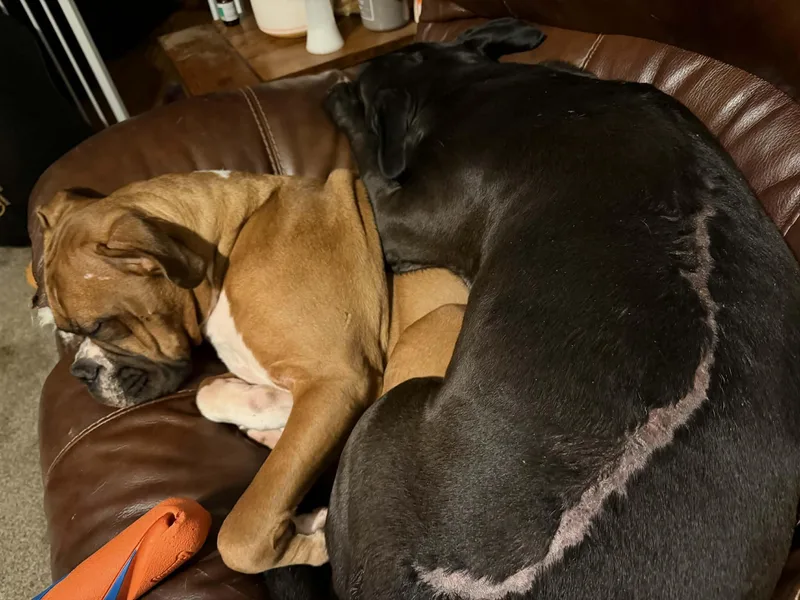 Moon Pie thumbnail 3