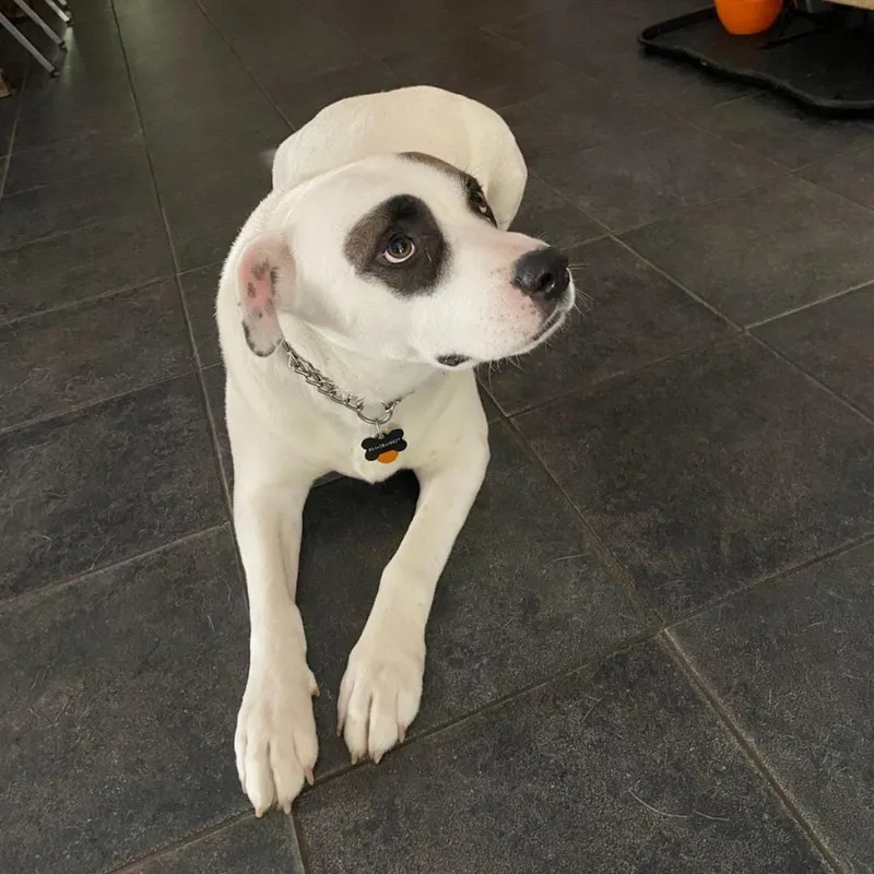 Rob  Petey thumbnail 4