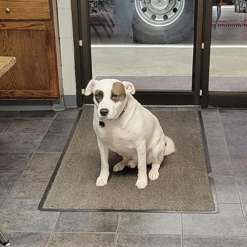 Rob  Petey thumbnail 5