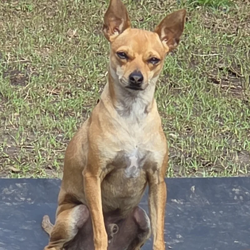 Geoffrey thumbnail 3