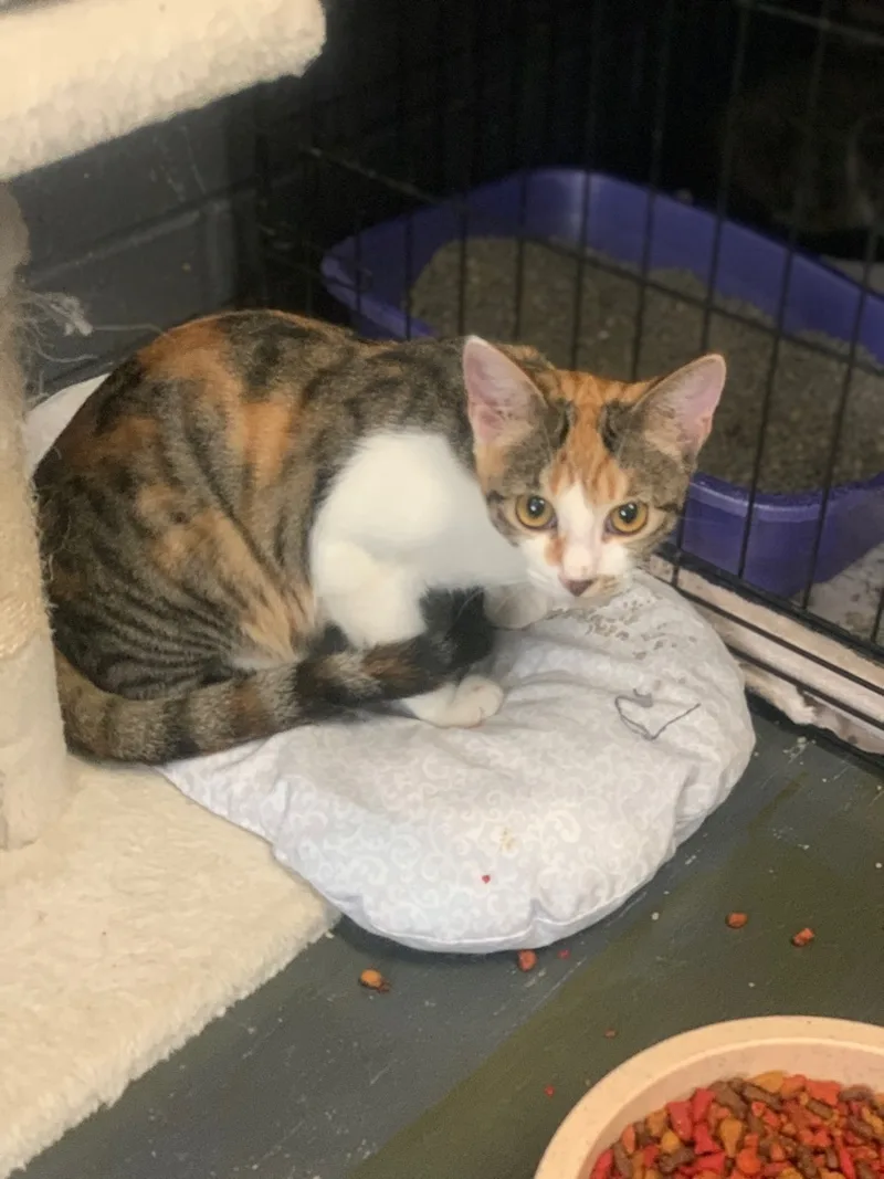 Carmelia thumbnail 2