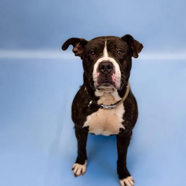 Pen  Scout Hw+ thumbnail 2