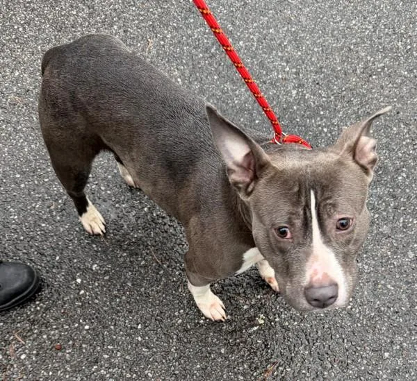 Pen  Samantha thumbnail 3