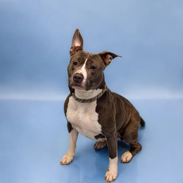 Pen  Samantha thumbnail 4