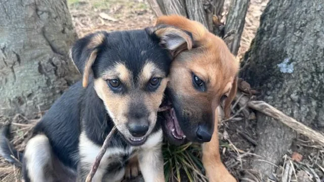 A baby medium-sized male German Shepherd Dog dog named Joey for adoption in Cincinnati, OH