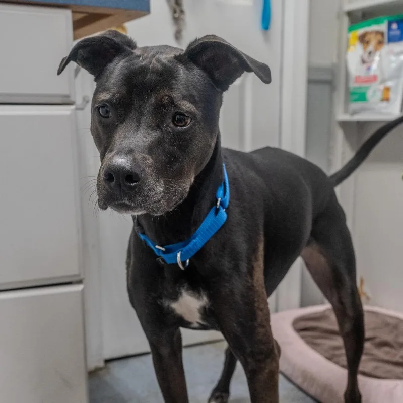 Little Foot thumbnail 3