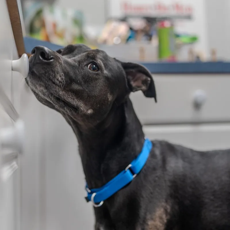 Little Foot thumbnail 5