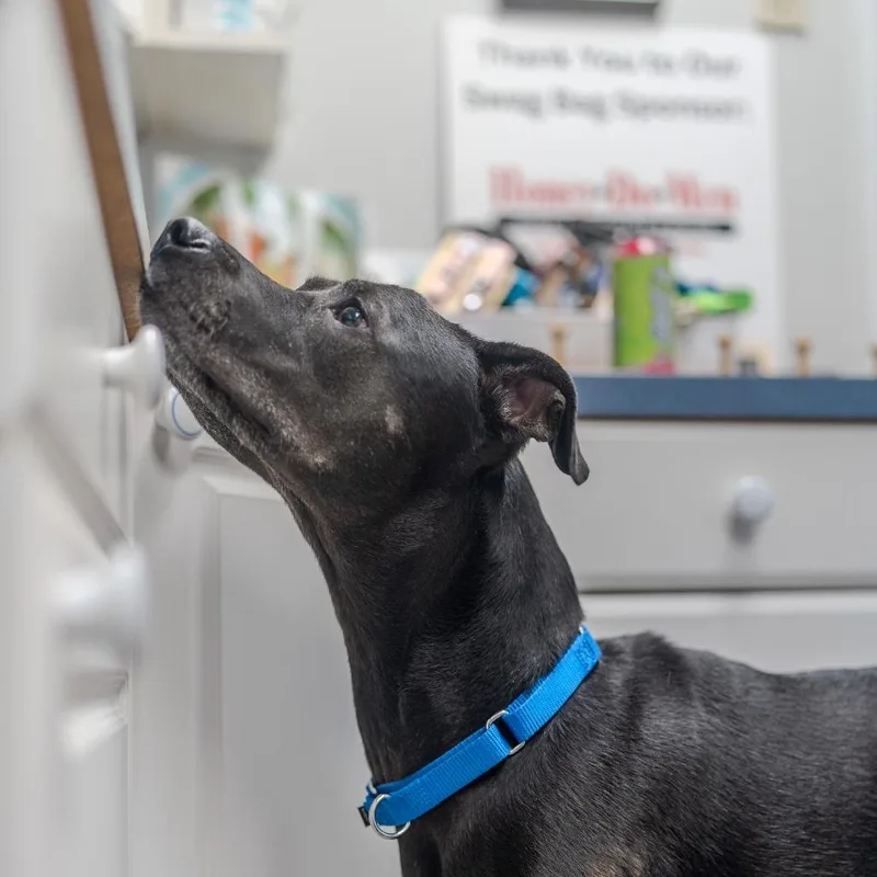 Little Foot thumbnail 6