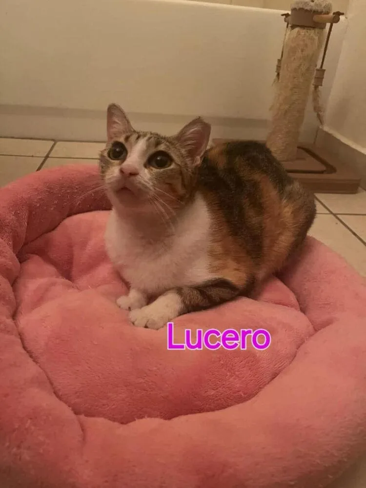 Lucero thumbnail 3