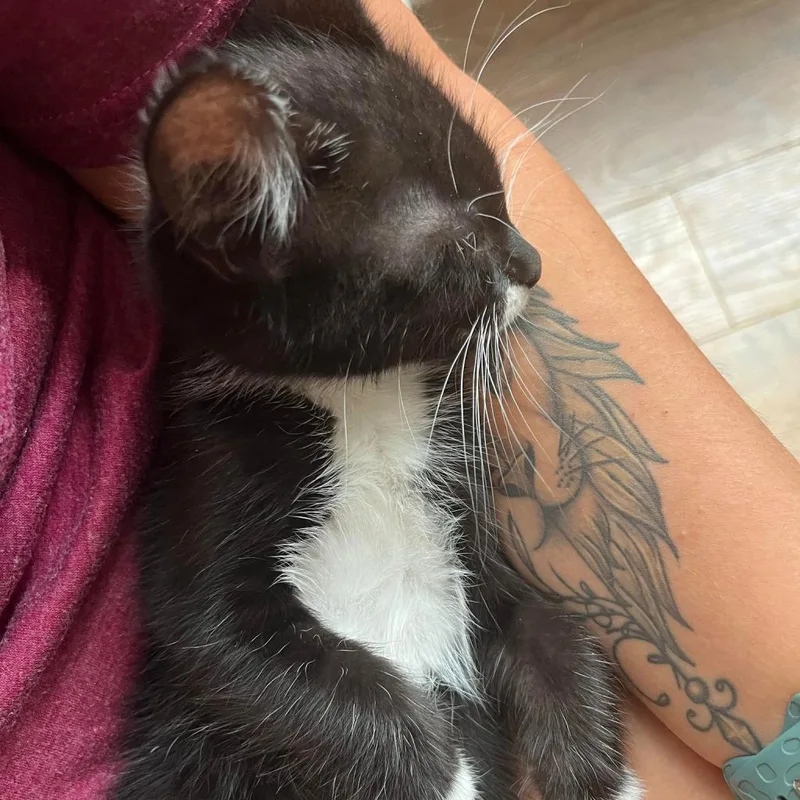 Atlas Moth thumbnail 3