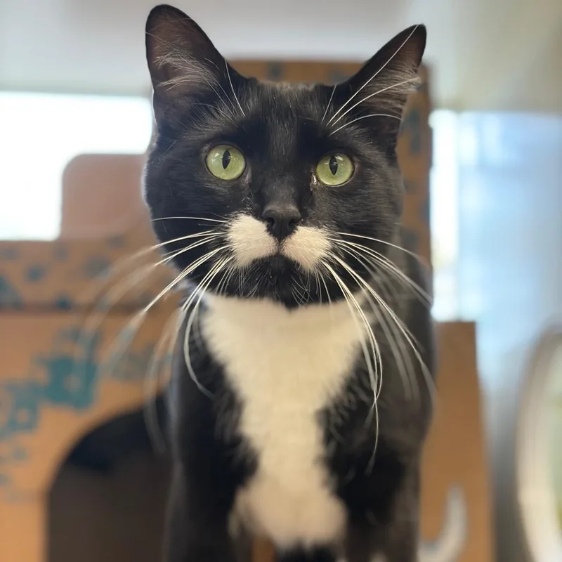 Atlas Moth thumbnail 4