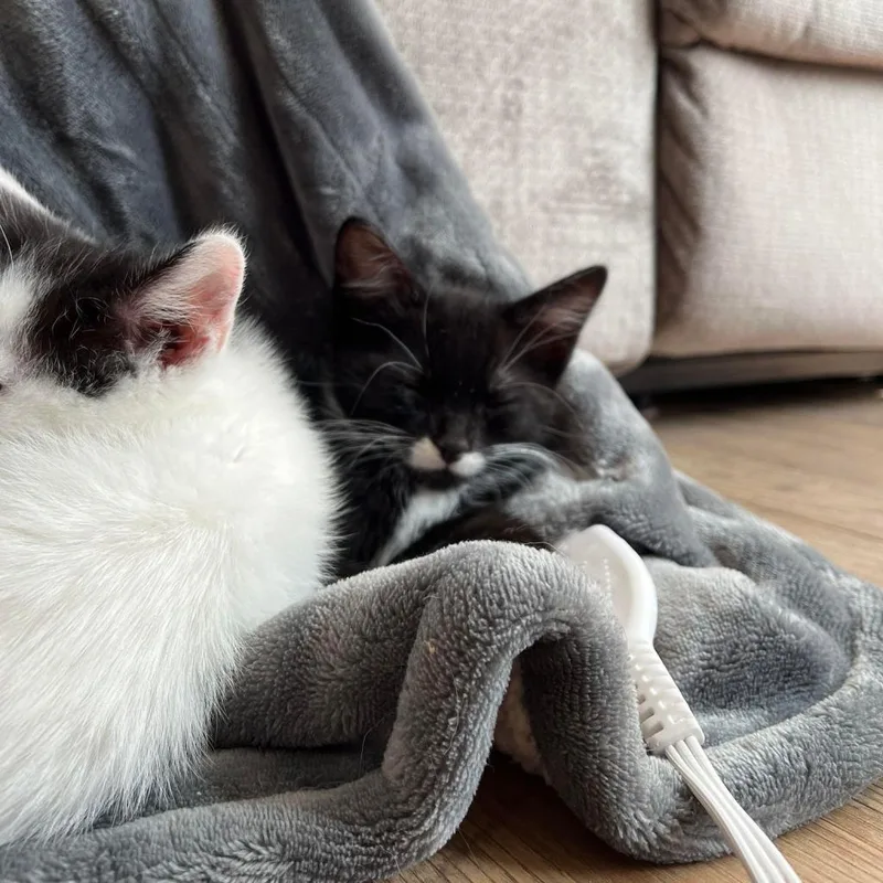 Atlas Moth thumbnail 5