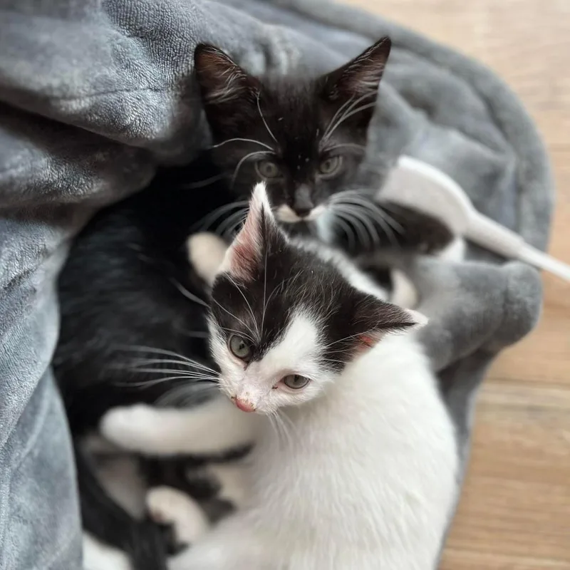 Atlas Moth thumbnail 6