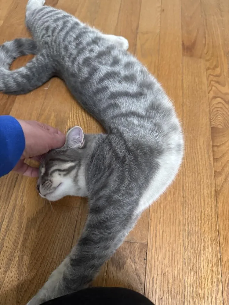 Sriracha thumbnail 3