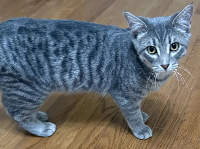 Sriracha thumbnail 5