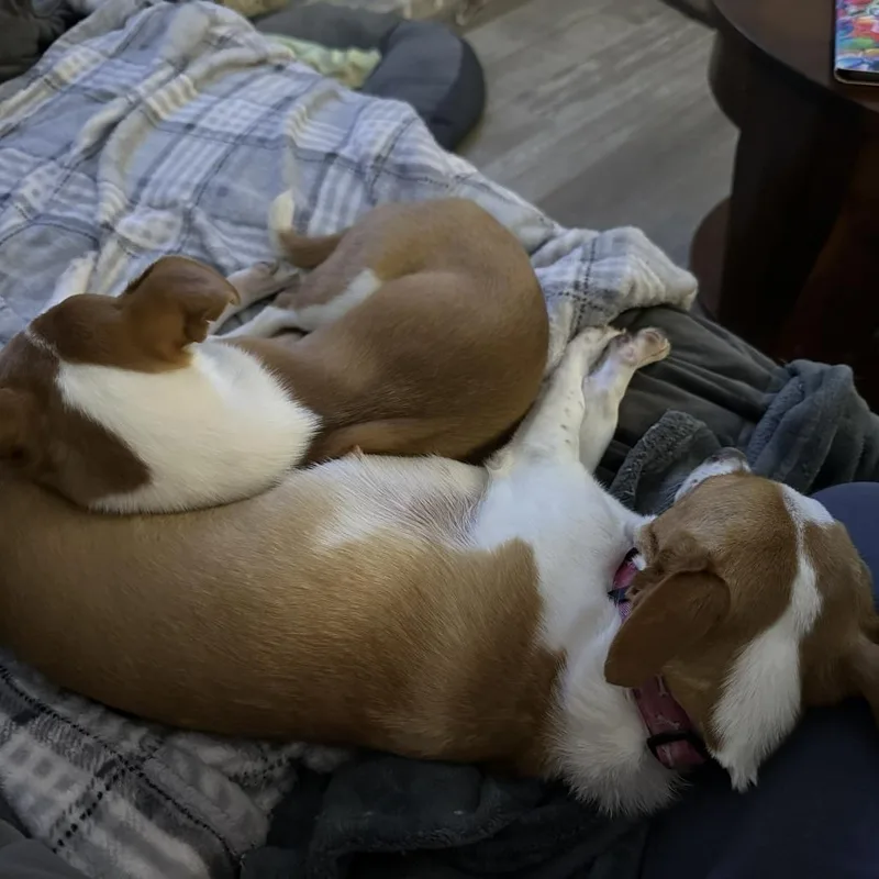 Thelma Chi thumbnail 3