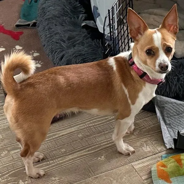 Thelma Chi thumbnail 4