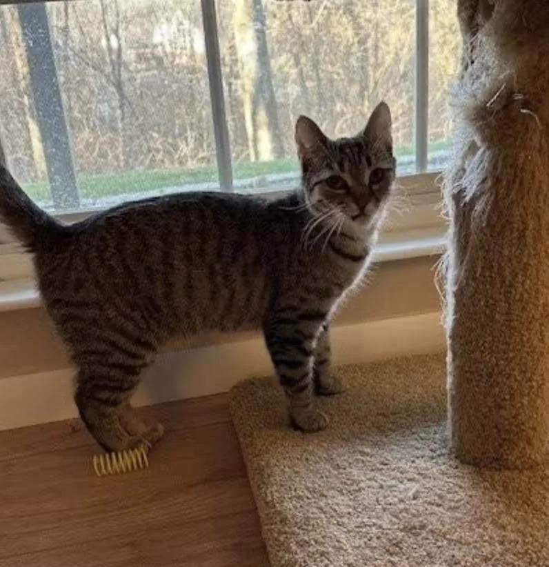 A young medium-sized female Tabby (Brown / Chocolate) Domestic Short Hair cat named Lily for adoption in Cincinnati, OH