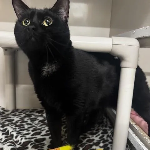 Midnight thumbnail 2