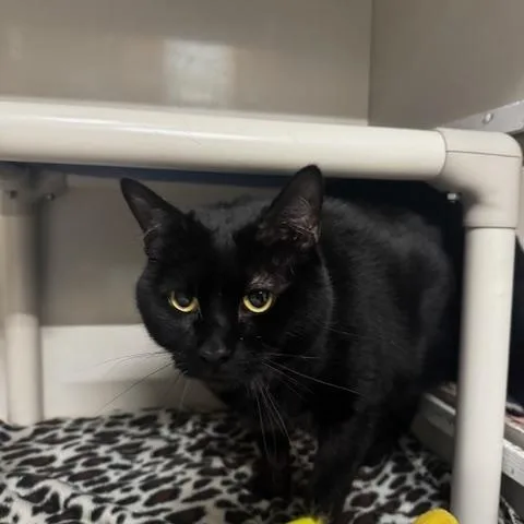 Midnight thumbnail 3