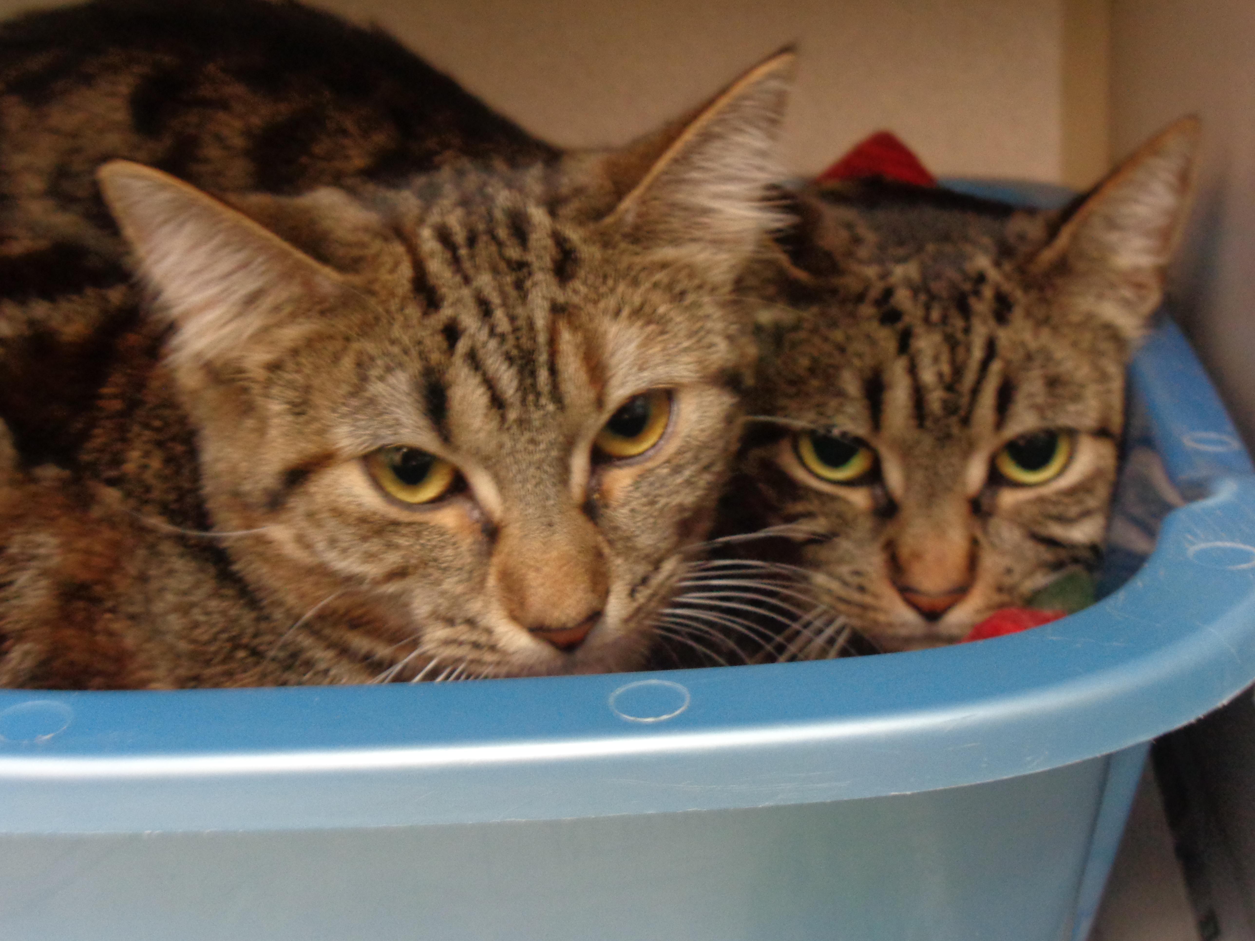 Scallion thumbnail 2