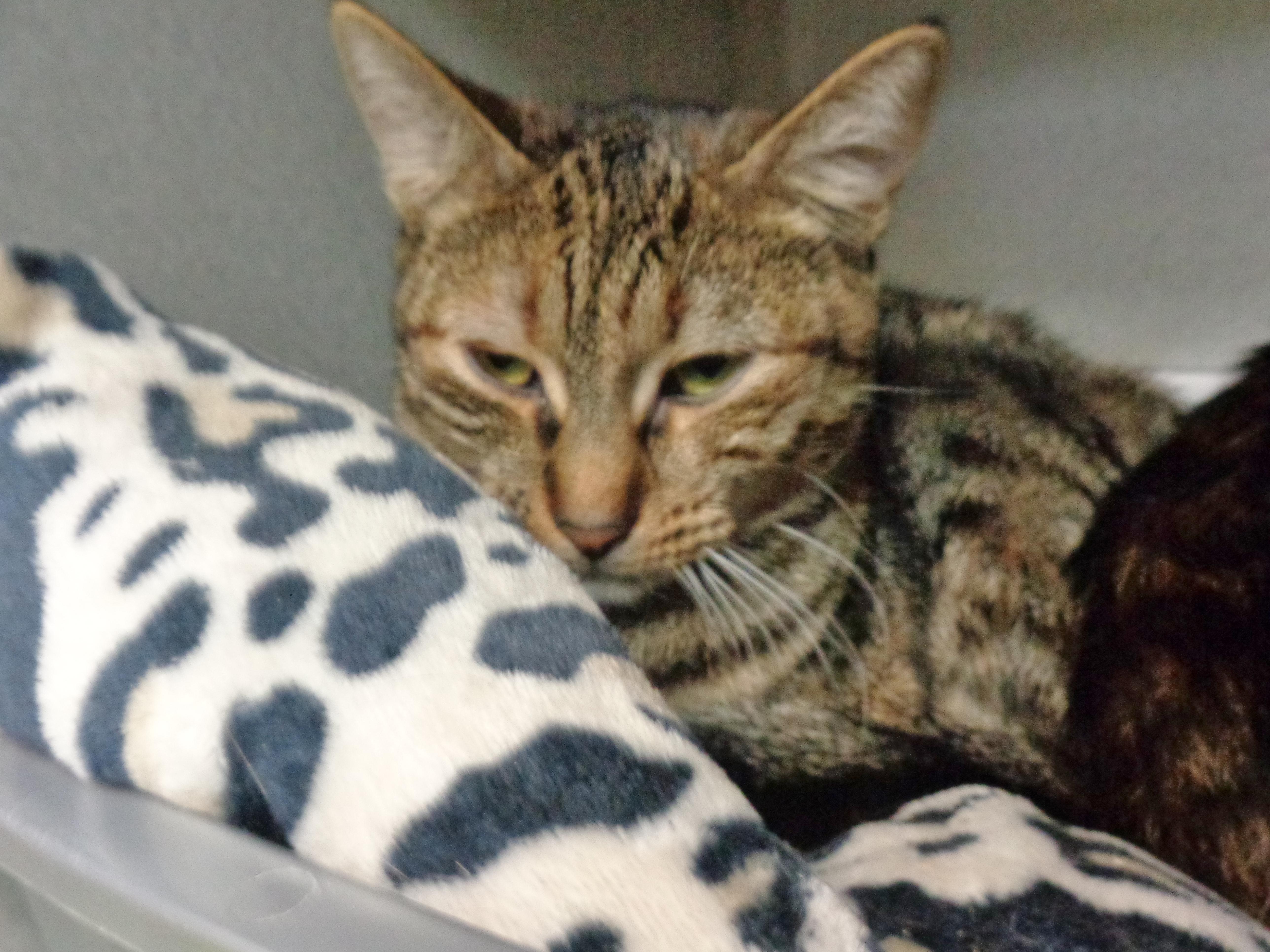 Scallion thumbnail 3