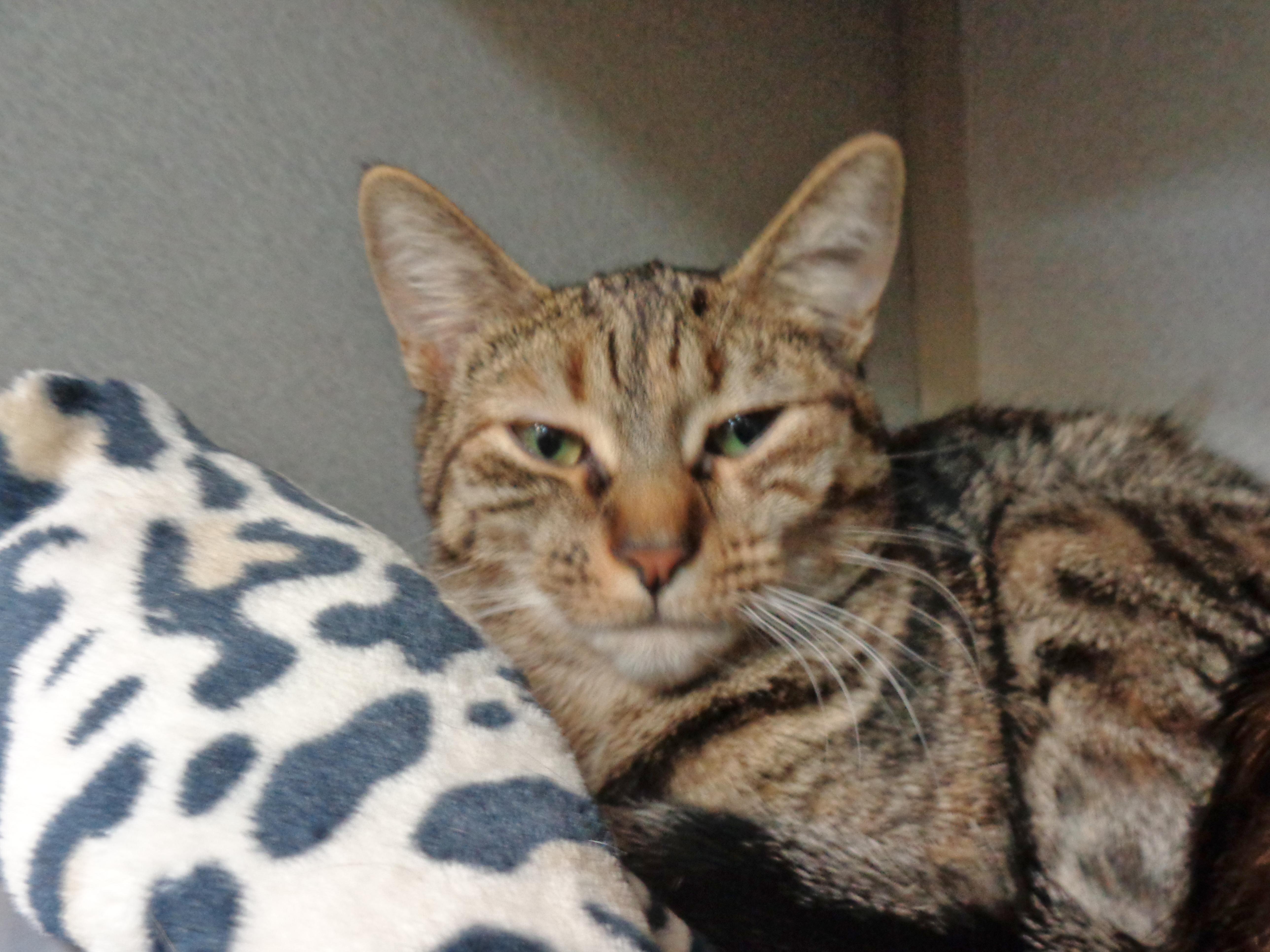 Scallion thumbnail 4