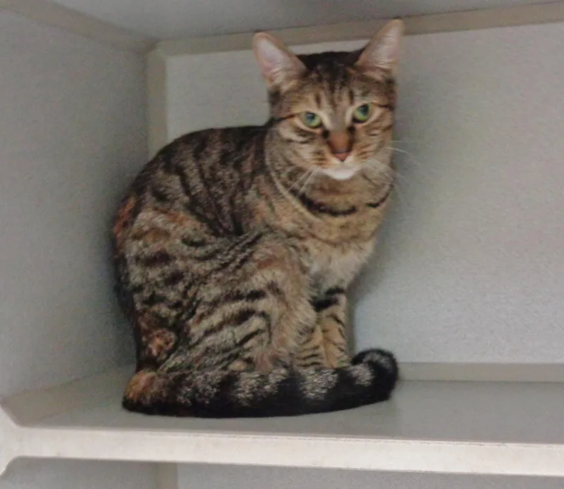 Scallion thumbnail 5